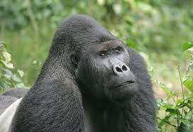 Östlicher Flachlandgorilla