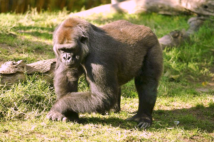 Westlicher Flachlandgorilla